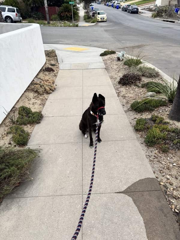A picture of a black dog named Bowie sitting, taken on November 7 2025 at 6:15 am